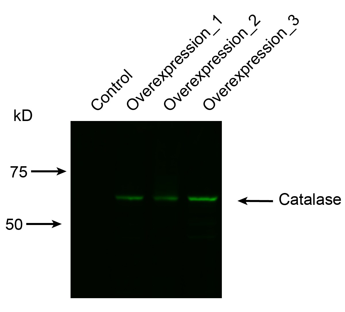 Human/Mouse/Rat Catalase Antibody AF3398