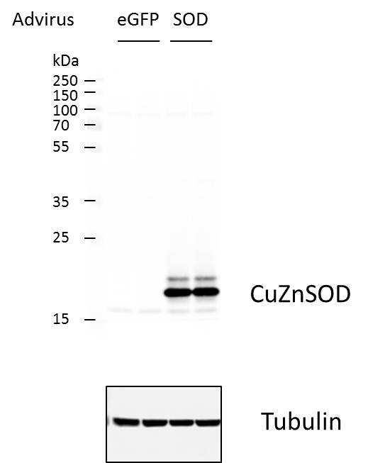 Human/Mouse SOD1/Cu‑Zn SOD Antibody AF3418