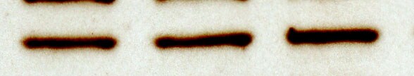 Mouse ACE‑2 Antibody AF3437