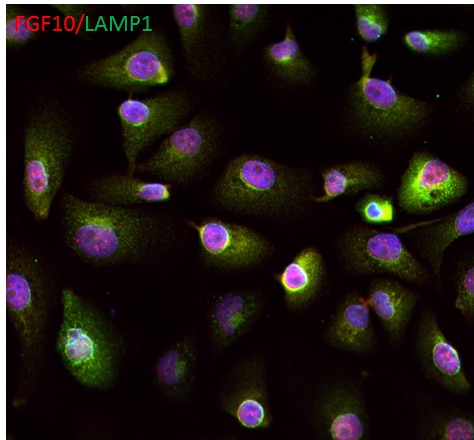 Human FGF‑10 Antibody AF345