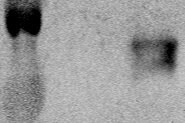 Mouse MMP‑12 Antibody AF3467