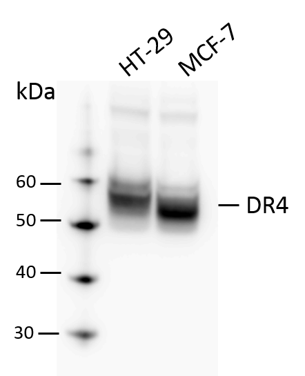 Human TRAILR1/TNFRSF10A Antibody AF347