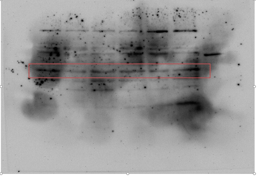 Mouse Galectin‑9 Antibody AF3535
