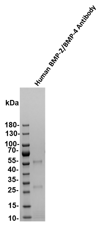Human BMP‑2/BMP‑4 Antibody AF355
