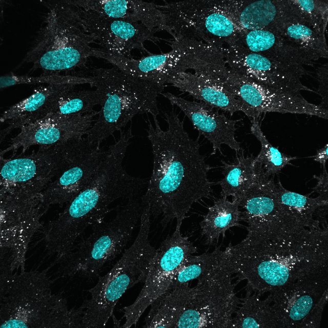 Human VEGFR2/KDR/Flk-1 Antibody AF357