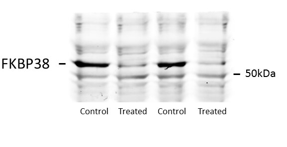 Human/Mouse/Rat FKBP38 Antibody AF3580