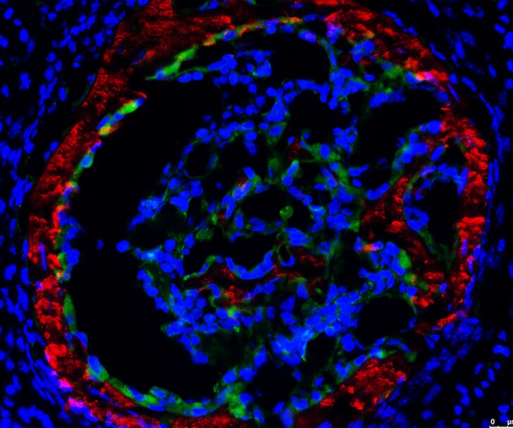 Mouse Collagen II Antibody AF3615