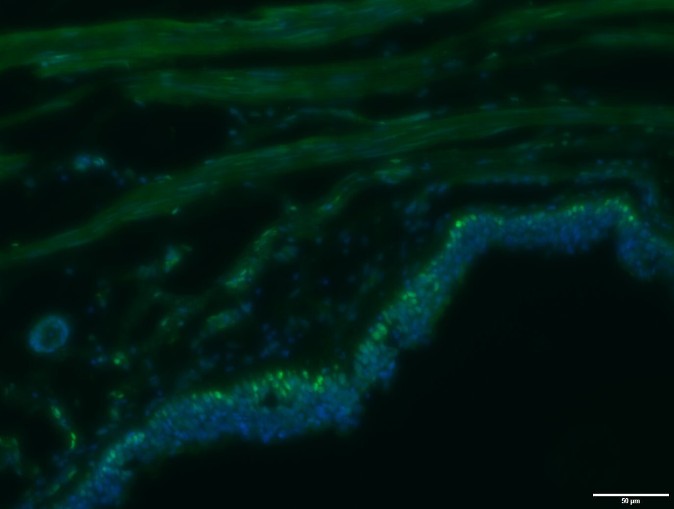 Human IL‑33 Antibody AF3625