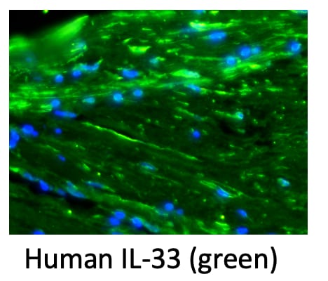 Human IL‑33 Antibody AF3625