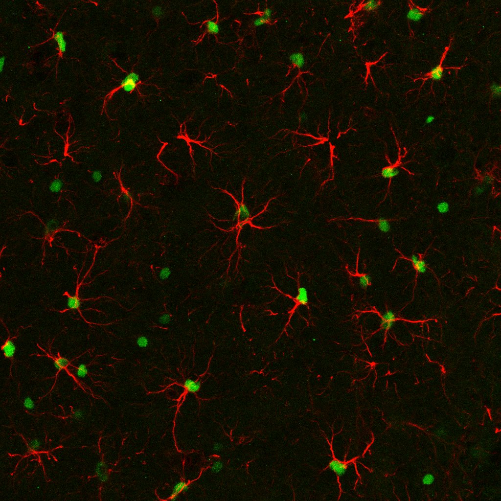 Mouse IL‑33 Antibody AF3626