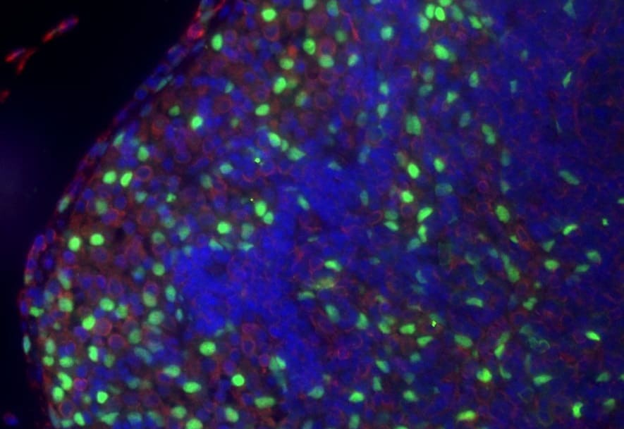Mouse IL‑33 Antibody AF3626