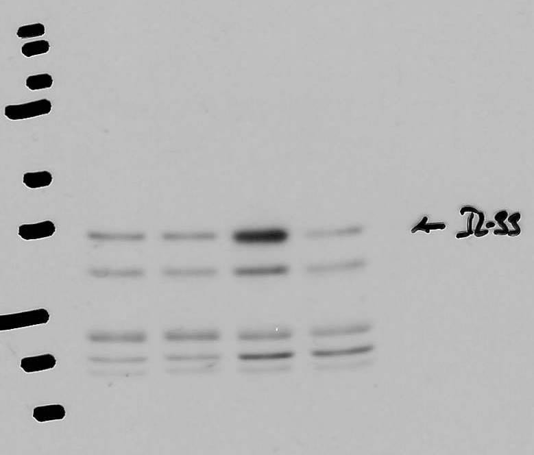 Mouse IL‑33 Antibody AF3626