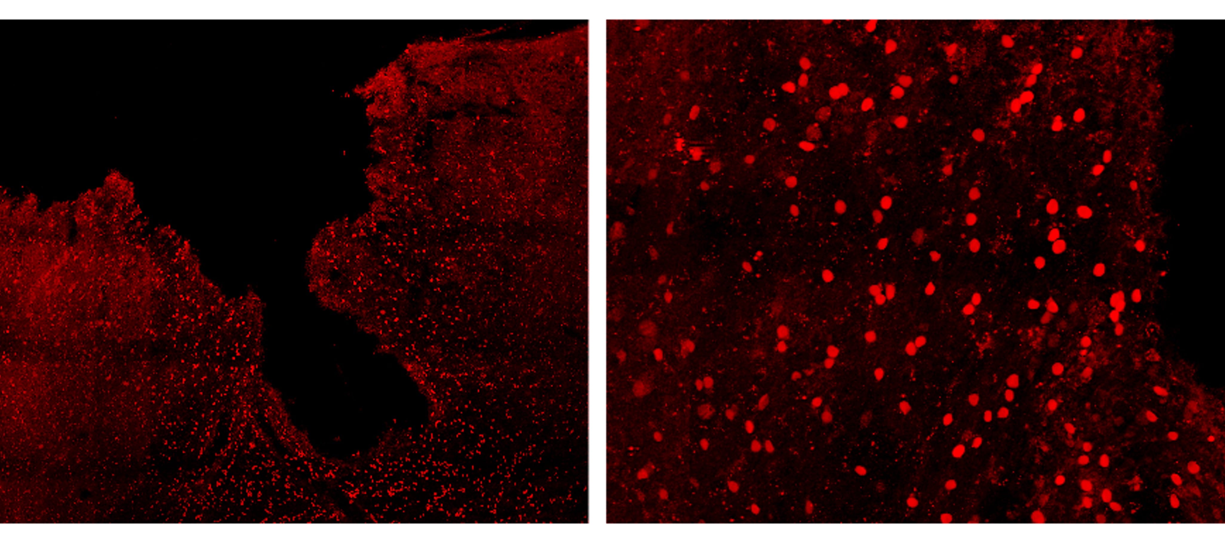 Mouse IL‑33 Antibody AF3626