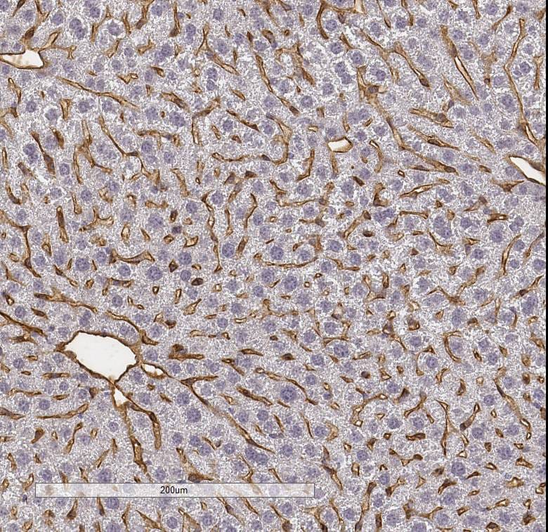 Human/Mouse/Rat CD31/PECAM‑1 Antibody AF3628
