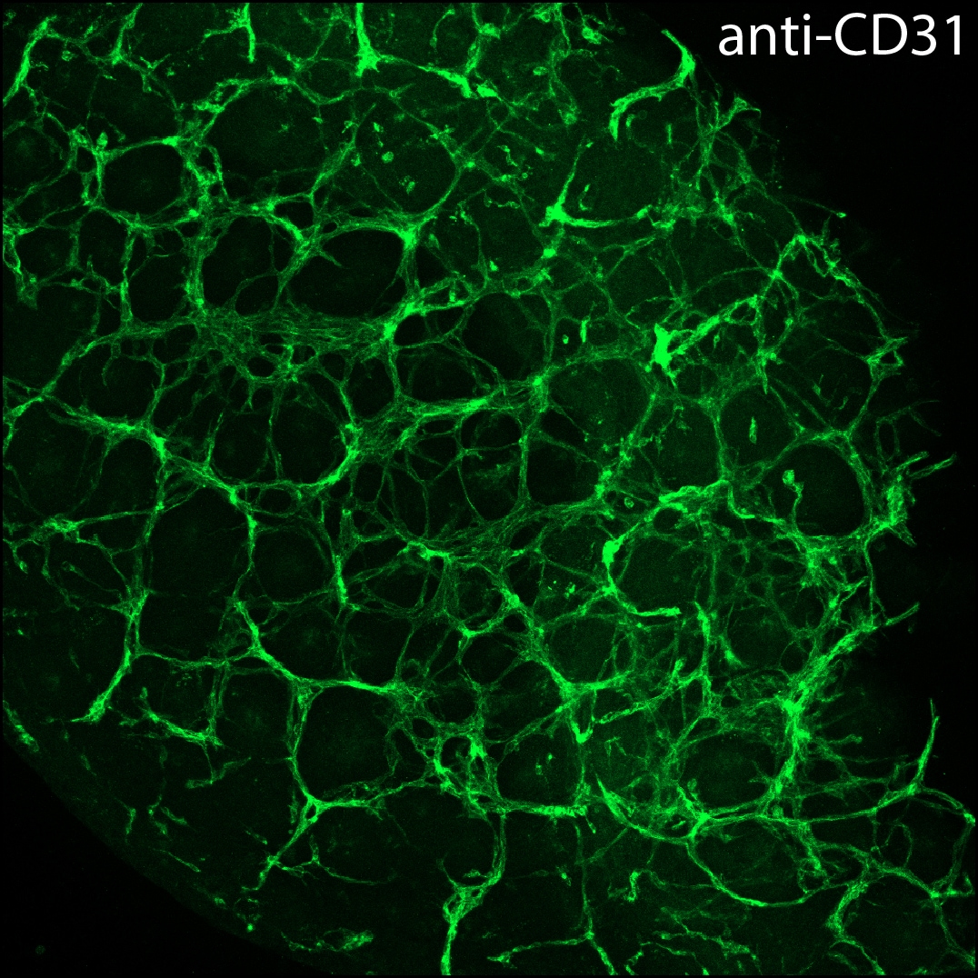 Human/Mouse/Rat CD31/PECAM‑1 Antibody AF3628