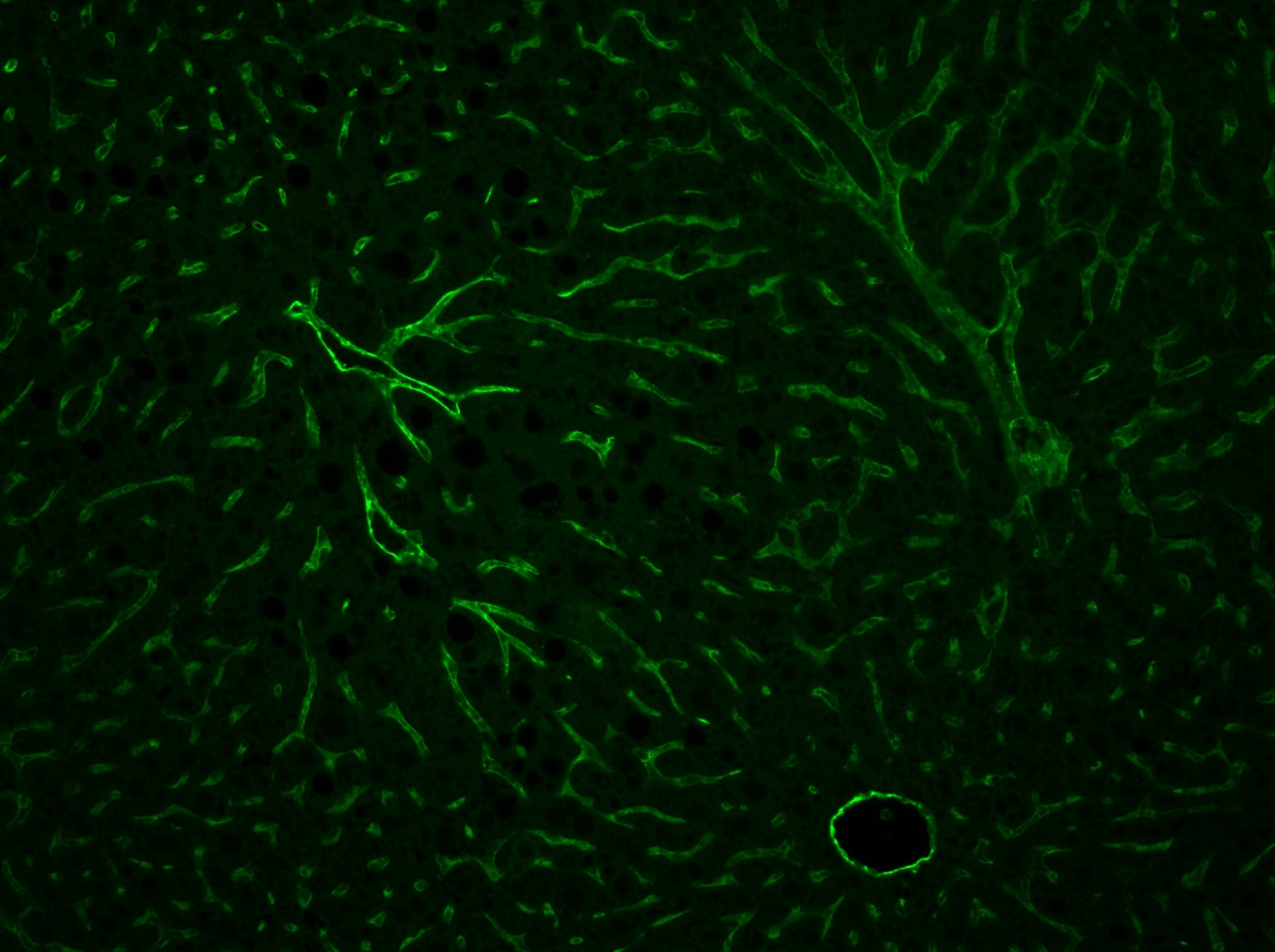 Human/Mouse/Rat CD31/PECAM‑1 Antibody AF3628
