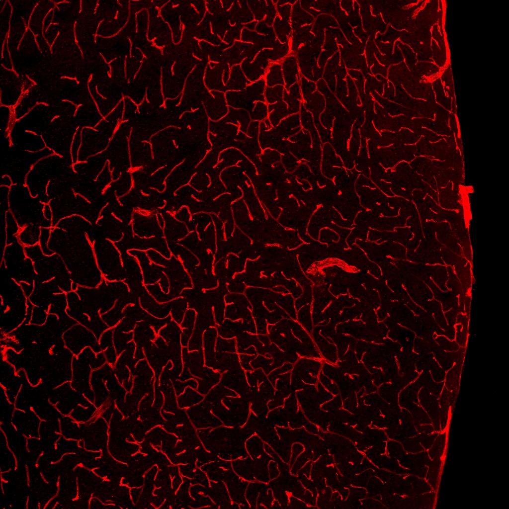 Human/Mouse/Rat CD31/PECAM‑1 Antibody AF3628