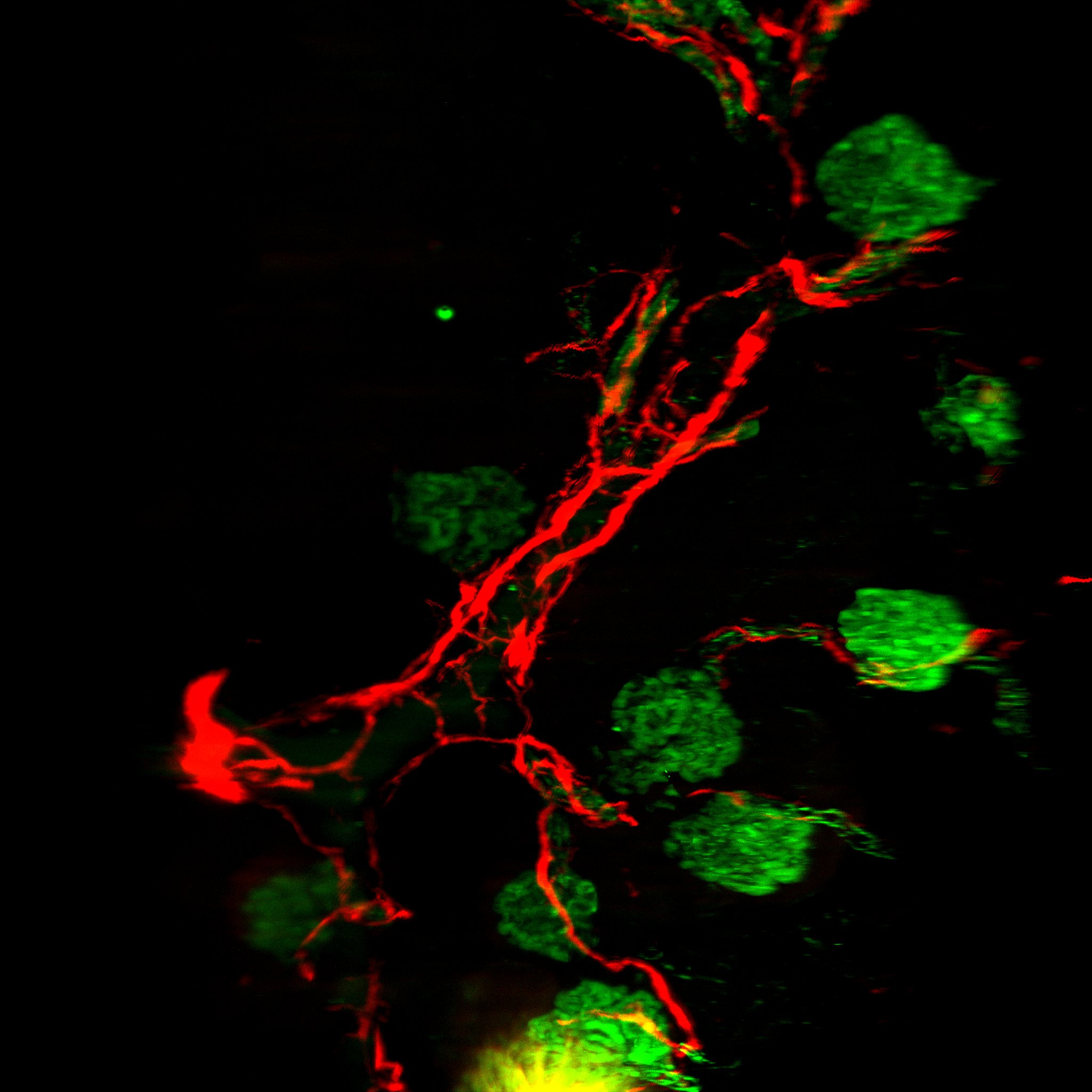 Human/Mouse/Rat CD31/PECAM‑1 Antibody AF3628