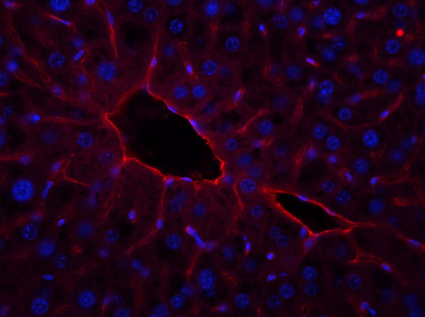 Human/Mouse/Rat CD31/PECAM‑1 Antibody AF3628