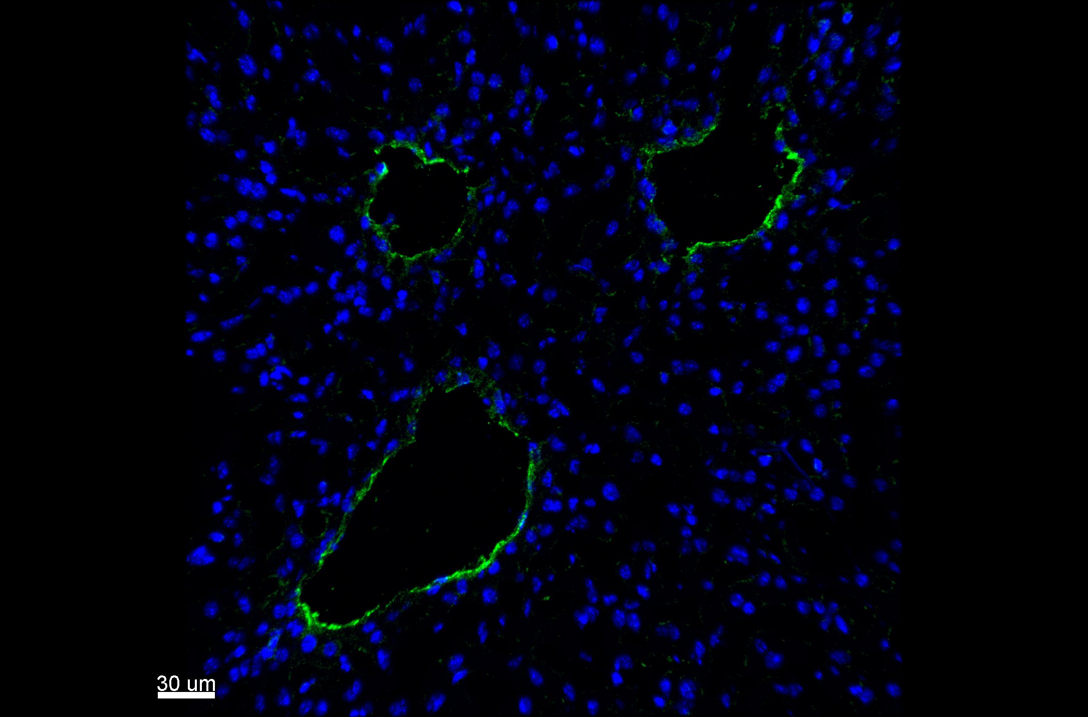 Human/Mouse/Rat CD31/PECAM‑1 Antibody AF3628