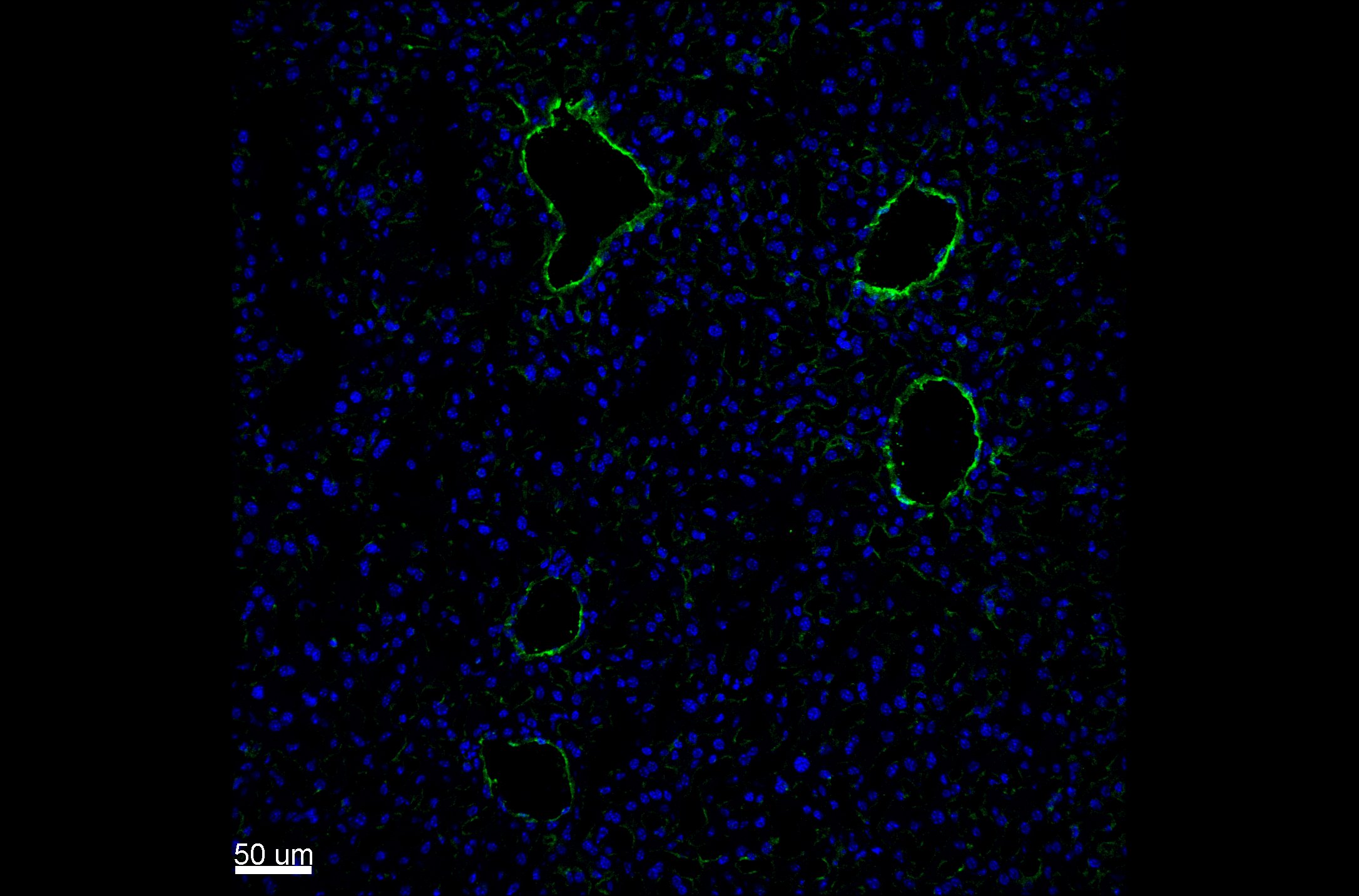 Human/Mouse/Rat CD31/PECAM‑1 Antibody AF3628