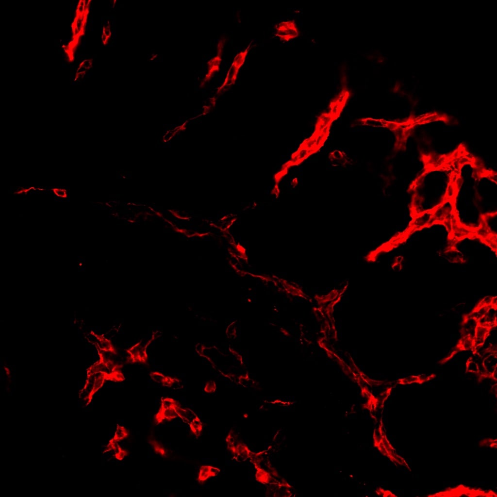 Human/Mouse/Rat CD31/PECAM‑1 Antibody AF3628