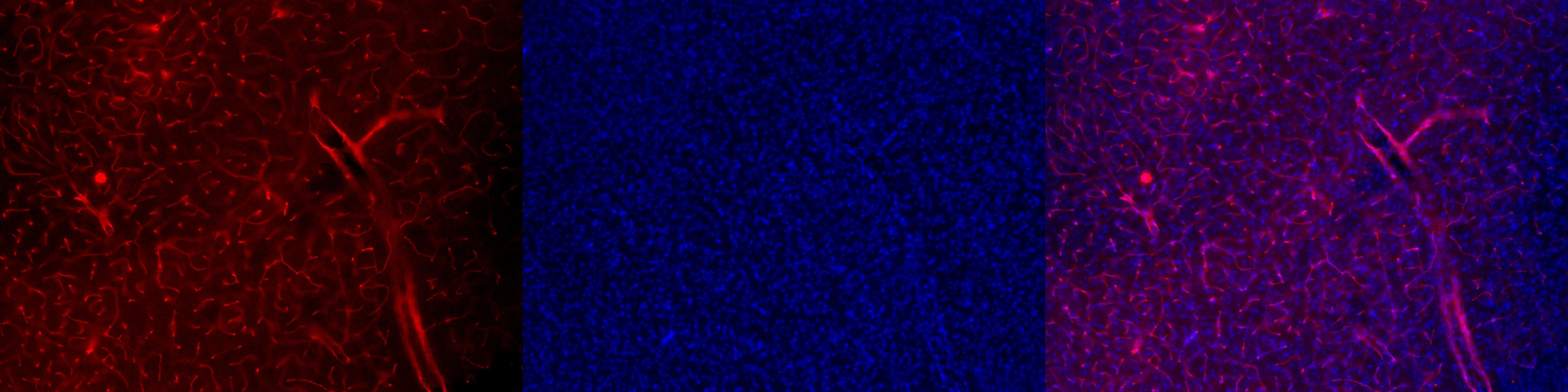 Human/Mouse/Rat CD31/PECAM‑1 Antibody AF3628
