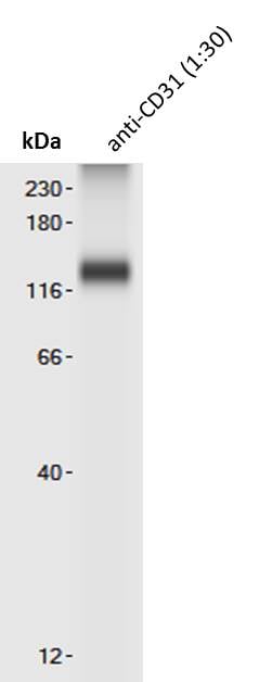 Human/Mouse/Rat CD31/PECAM‑1 Antibody AF3628