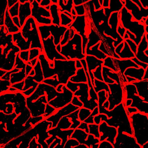 Human/Mouse/Rat CD31/PECAM‑1 Antibody AF3628