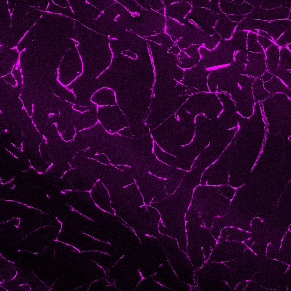 Human/Mouse/Rat CD31/PECAM‑1 Antibody AF3628