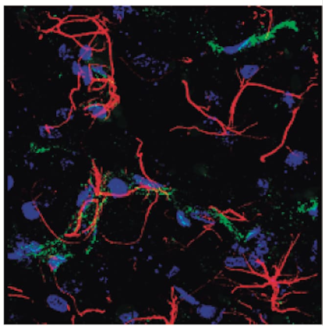 Human/Mouse/Rat CD31/PECAM‑1 Antibody AF3628