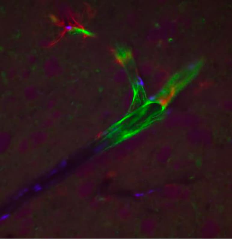 Human/Mouse/Rat CD31/PECAM‑1 Antibody AF3628