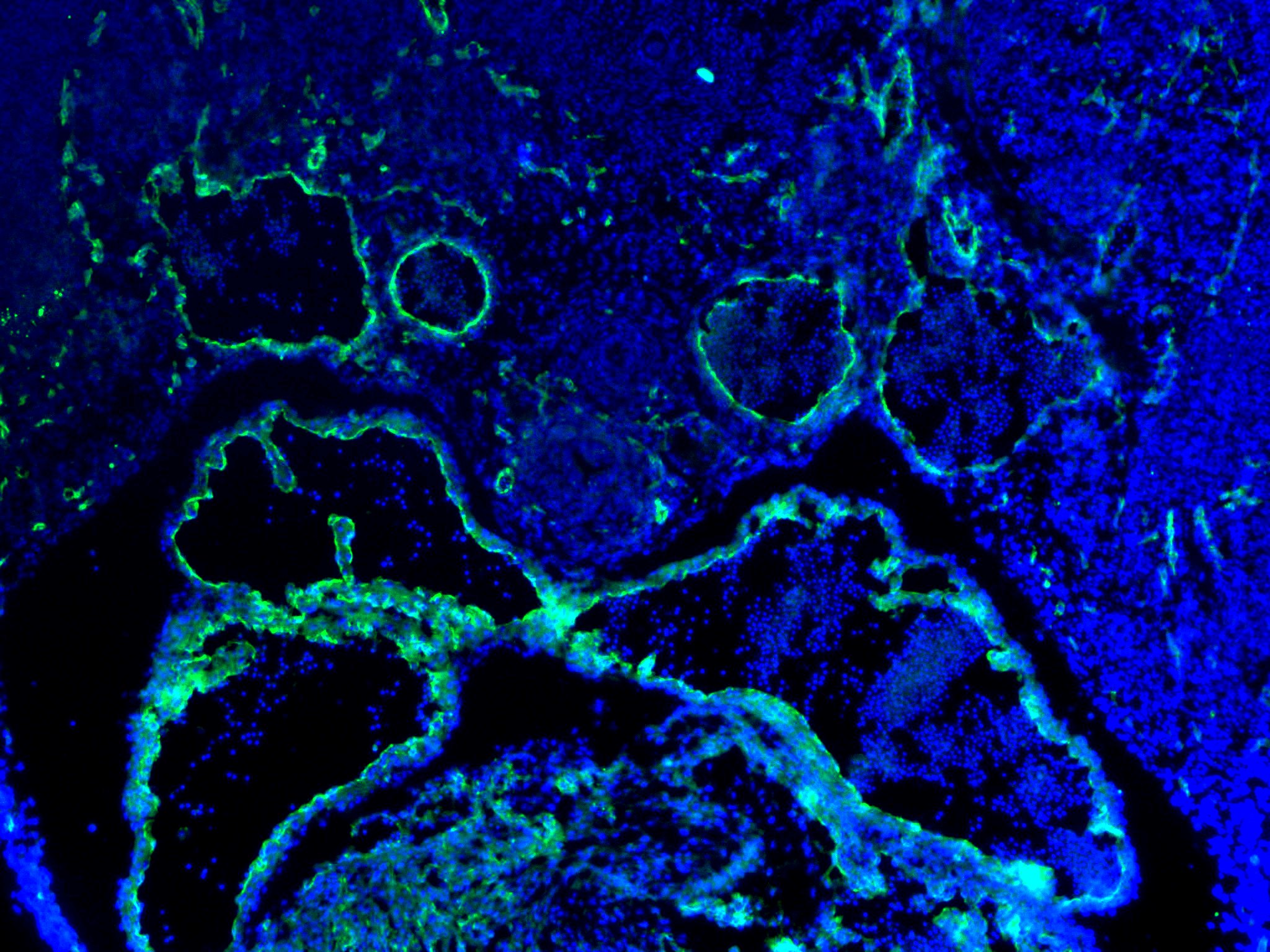 Human/Mouse/Rat CD31/PECAM‑1 Antibody AF3628