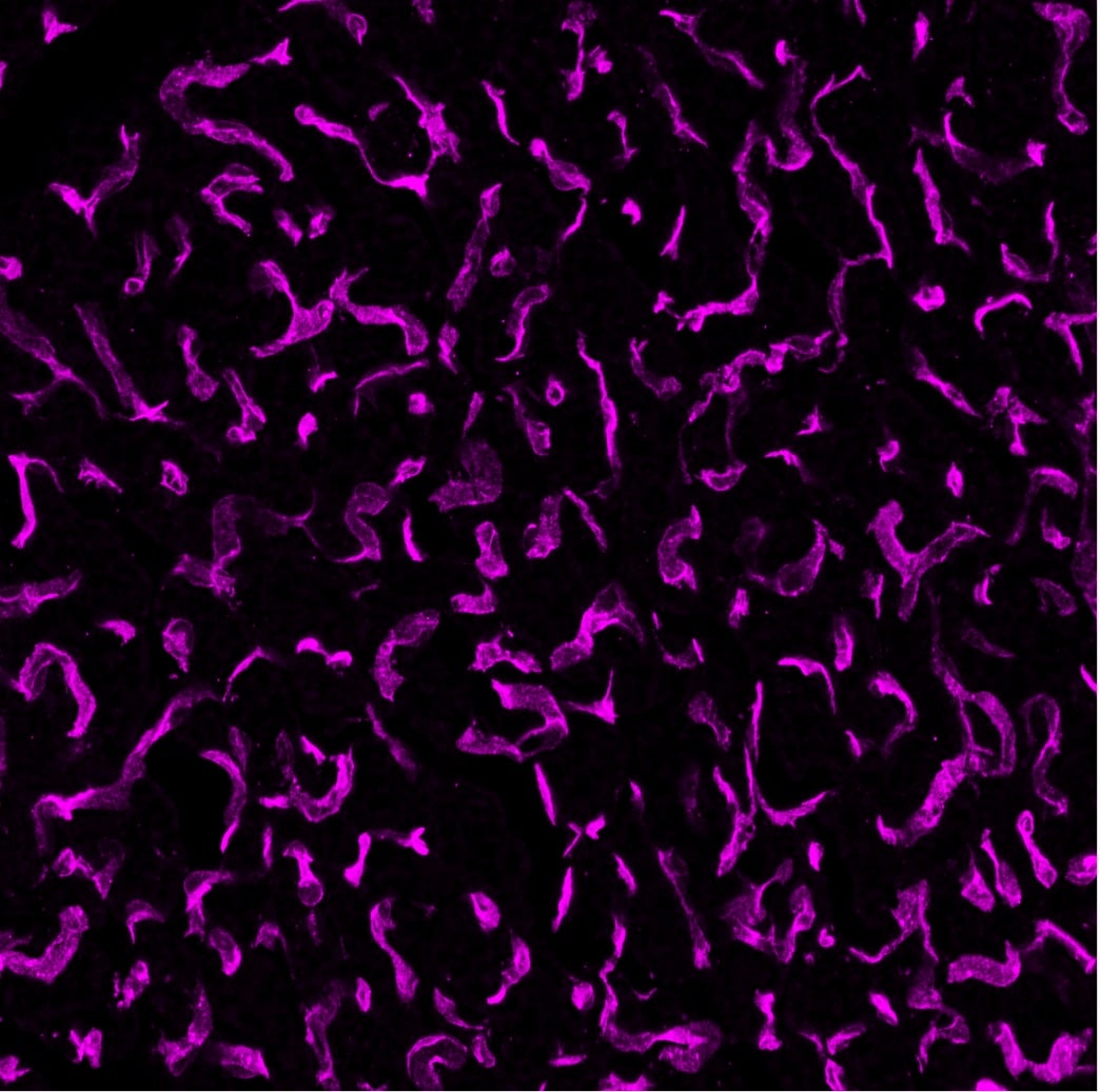 Human/Mouse/Rat CD31/PECAM‑1 Antibody AF3628