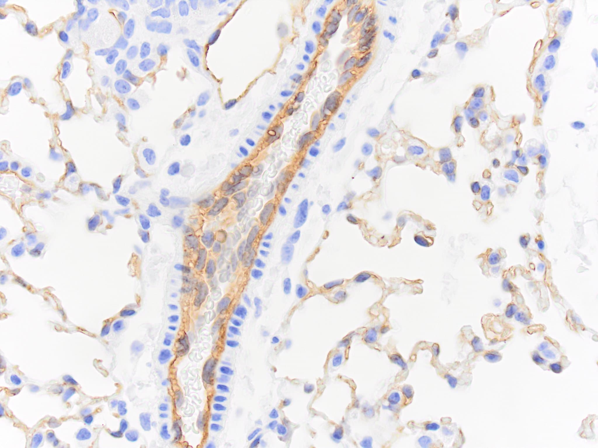 Human/Mouse/Rat CD31/PECAM‑1 Antibody AF3628