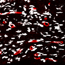 Human/Mouse/Rat CD31/PECAM‑1 Antibody AF3628