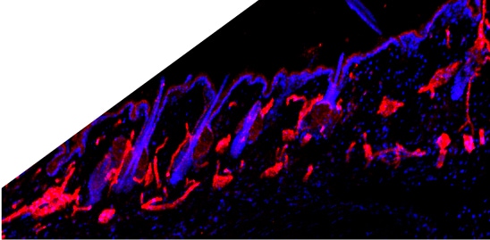 Human/Mouse/Rat CD31/PECAM‑1 Antibody AF3628
