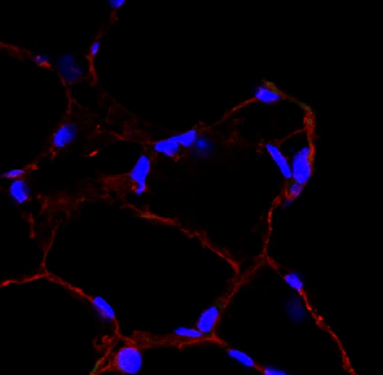 Human/Mouse/Rat CD31/PECAM‑1 Antibody AF3628