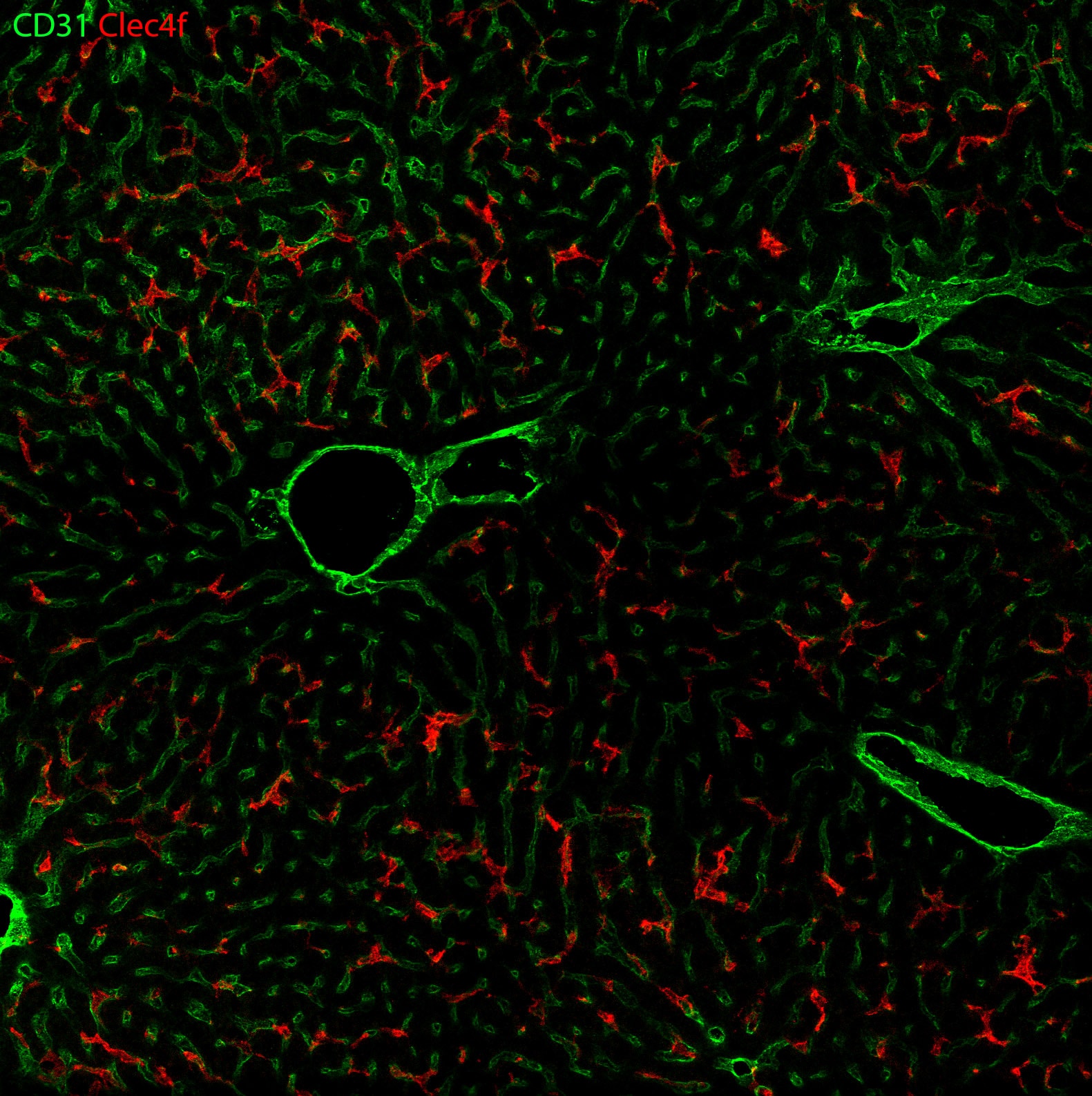 Human/Mouse/Rat CD31/PECAM‑1 Antibody AF3628