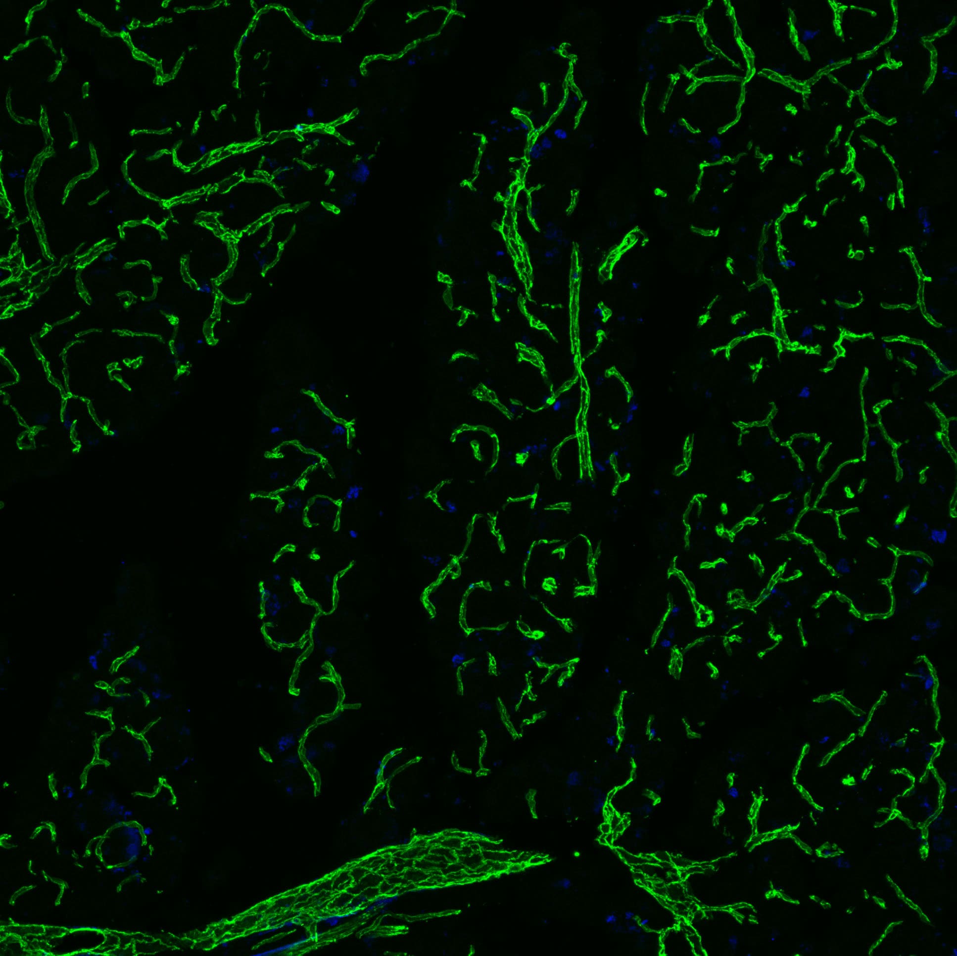 Human/Mouse/Rat CD31/PECAM‑1 Antibody AF3628