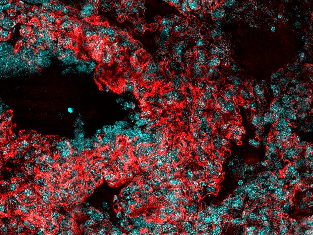 Human/Mouse/Rat CD31/PECAM‑1 Antibody AF3628