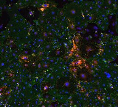 Human/Mouse/Rat CD31/PECAM‑1 Antibody AF3628