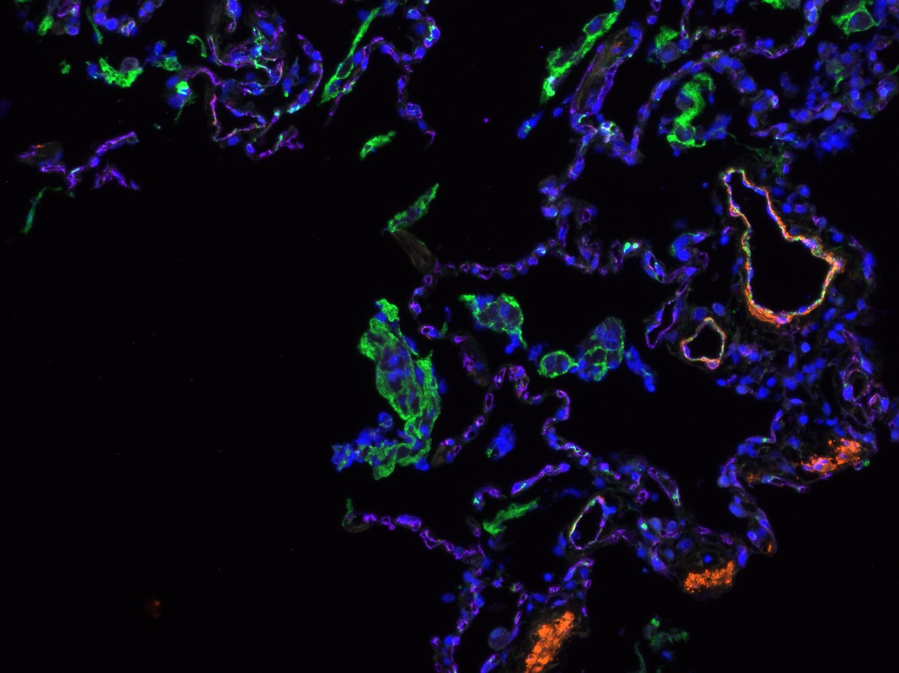 Human/Mouse/Rat CD31/PECAM‑1 Antibody AF3628