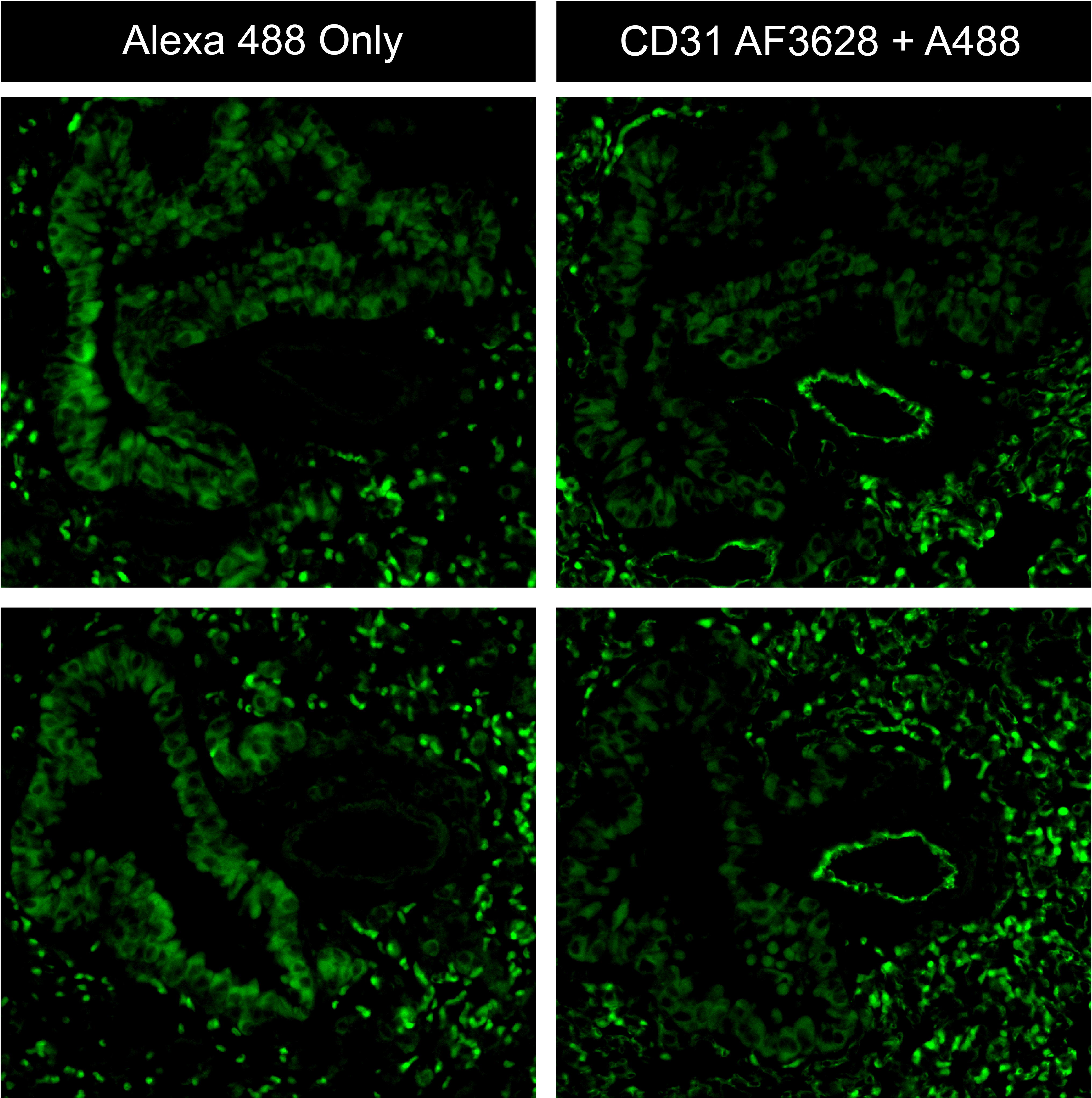 Human/Mouse/Rat CD31/PECAM‑1 Antibody AF3628