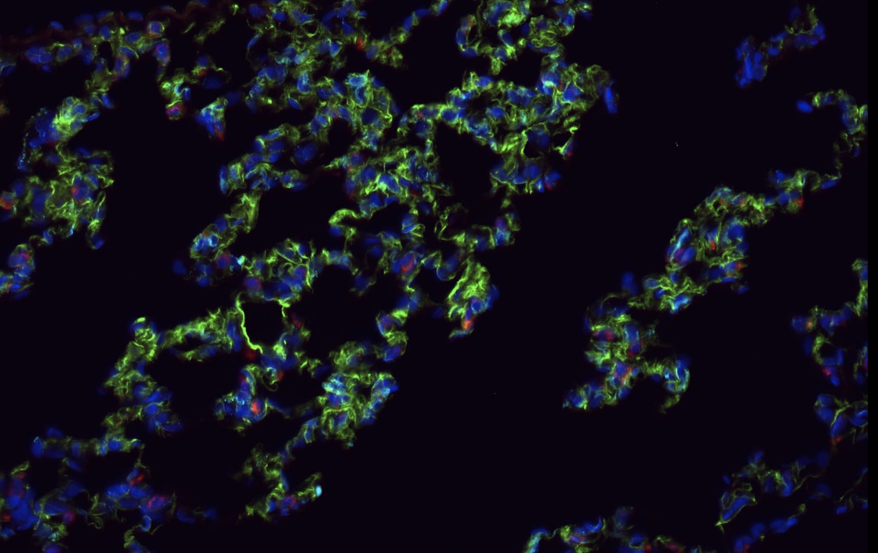 Human/Mouse/Rat CD31/PECAM‑1 Antibody AF3628