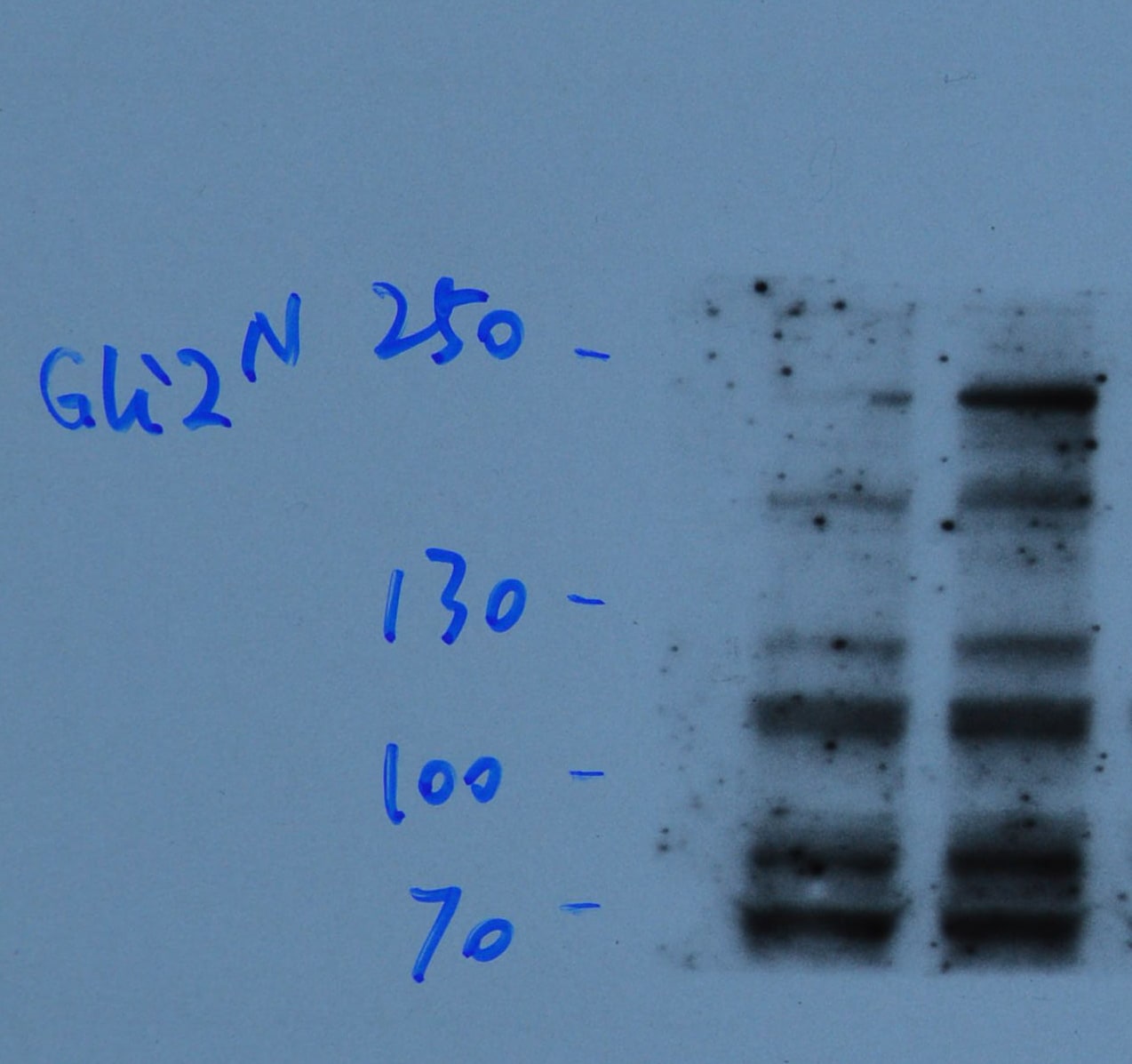Mouse GLI‑2 Antibody AF3635