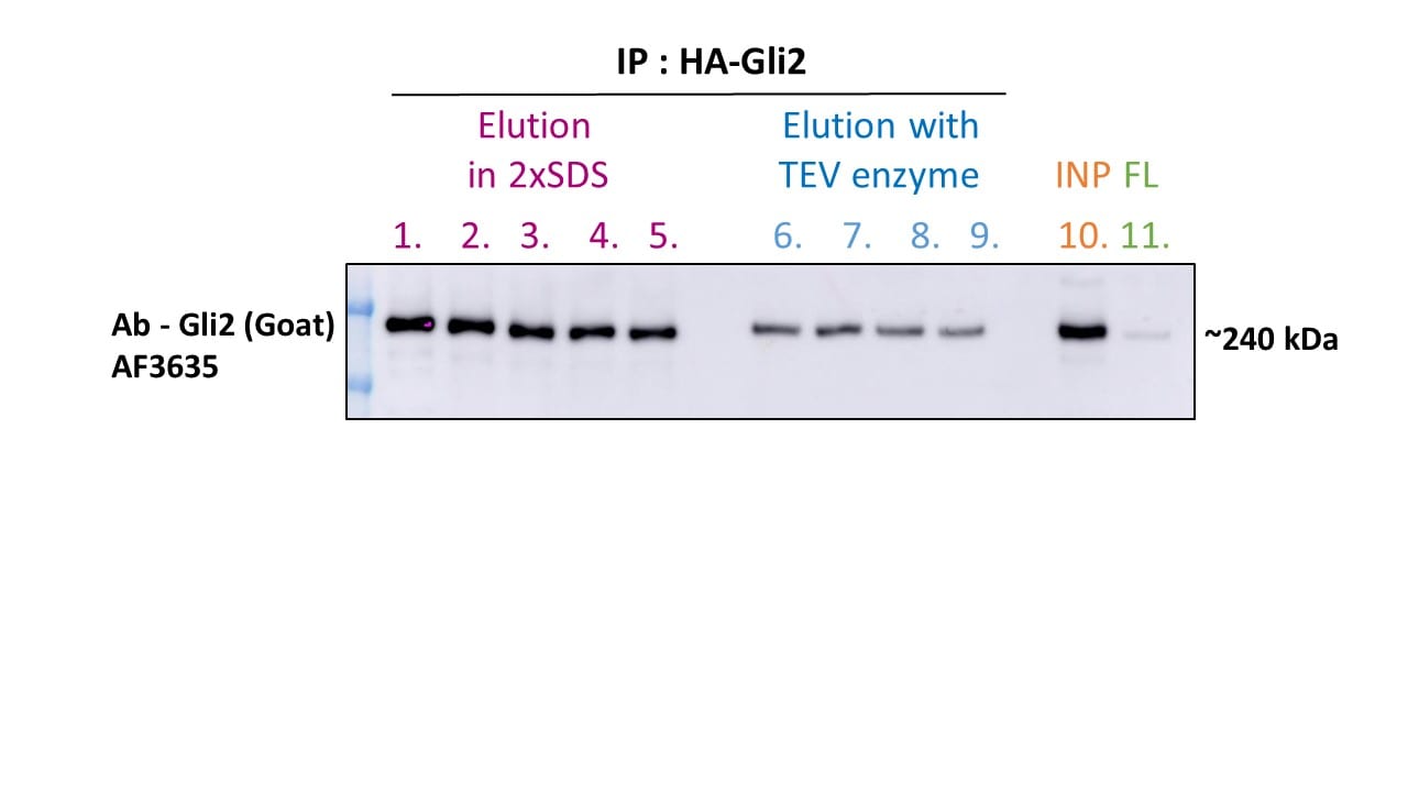 Mouse GLI‑2 Antibody AF3635