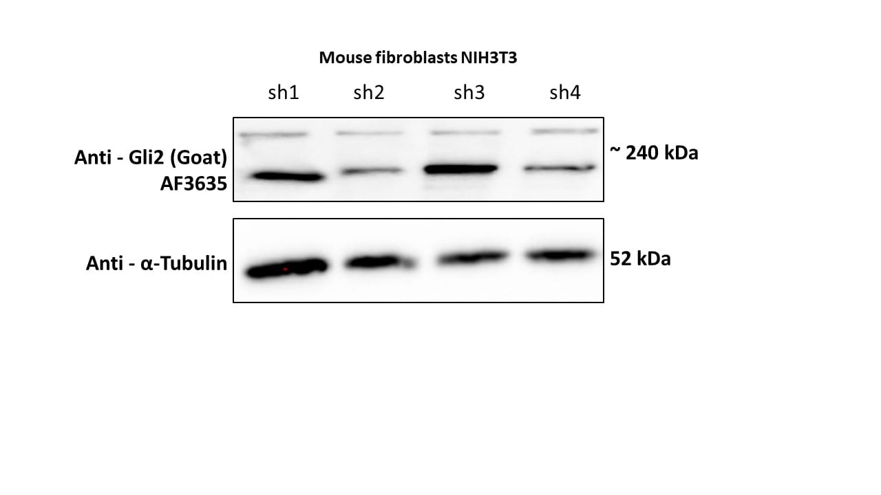 Mouse GLI‑2 Antibody AF3635