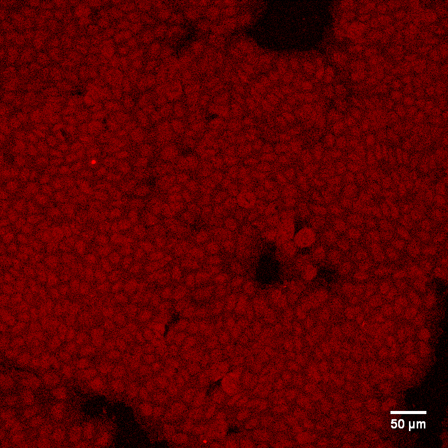 Human Snail Antibody AF3639