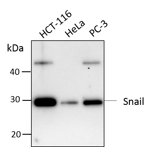 Human Snail Antibody AF3639